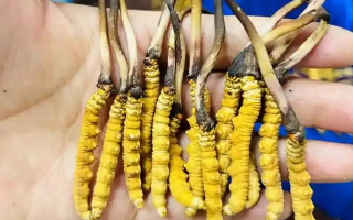 冬蟲夏草吃鮮的還是干的？一場關(guān)于自然饋贈的現(xiàn)代抉擇
