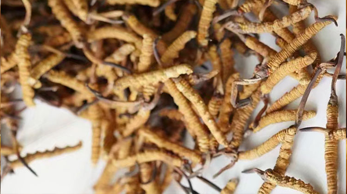 冬蟲(chóng)夏草的藥效有哪些