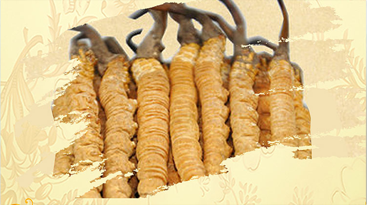 冬蟲(chóng)夏草藥用價(jià)值很高嗎