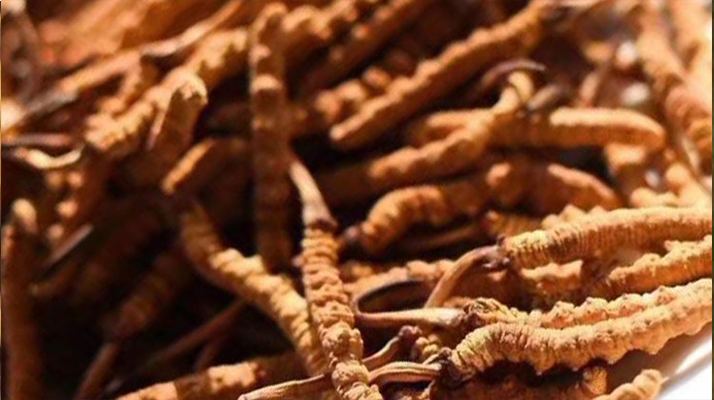 野生<a href=http://m.eaebo.com/jiage/ target=_blank class=infotextkey>冬蟲夏草多少錢</a>一克