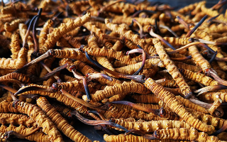 鮮冬蟲夏草如何煮湯