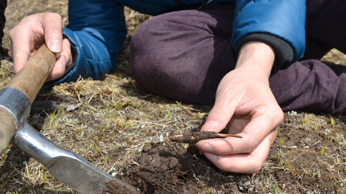 怎樣鑒別<a href=http://m.eaebo.com/tag/6.html target=_blank class=infotextkey>冬蟲(chóng)夏草的產(chǎn)地</a>