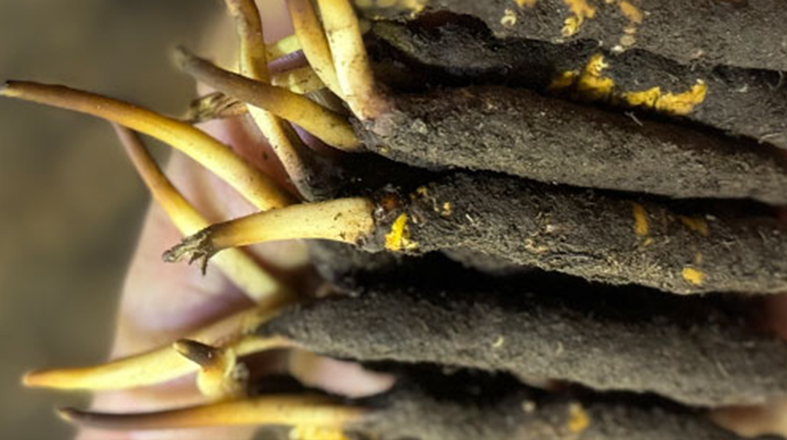 冬蟲(chóng)夏草哪里買(mǎi)最便宜