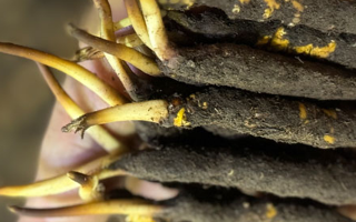 冬蟲夏草哪里買最便宜