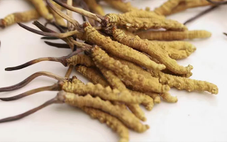 冬蟲(chóng)夏草主要是做什么用的