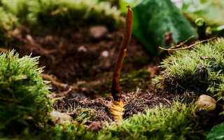 純天然野生新鮮冬蟲夏草：大自然的珍稀饋贈(zèng)