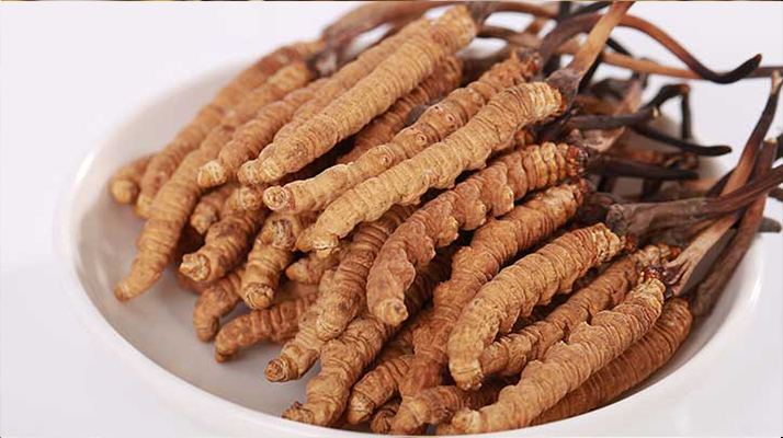 頭期冬蟲(chóng)夏草的效果好嗎