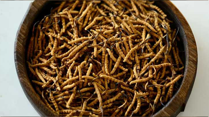 冬蟲(chóng)夏草生長(zhǎng)于哪些地帶