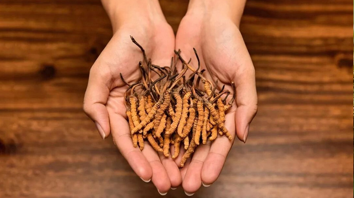 冬蟲(chóng)夏草可以治療鼻炎嗎