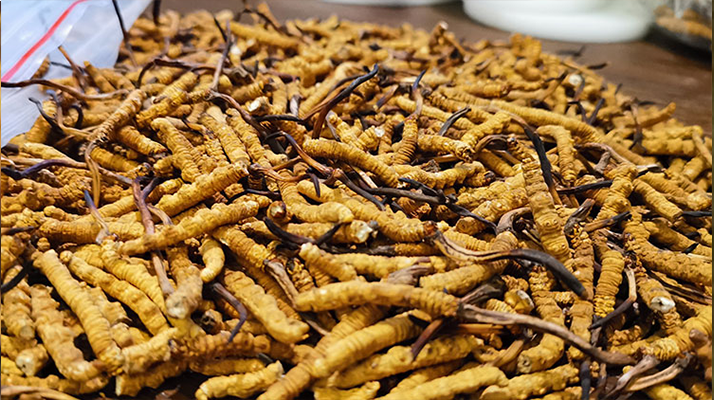 冬蟲(chóng)夏草行情今日走勢(shì)