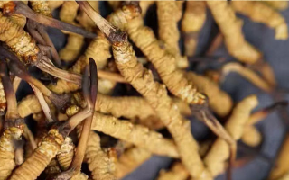 冬蟲夏草干草是什么味道