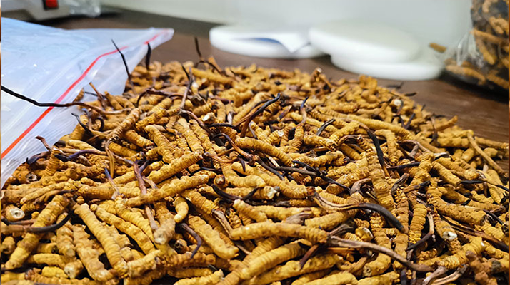 冬蟲(chóng)夏草服用過(guò)量怎么辦