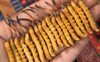 冬蟲夏草孕婦如何使用