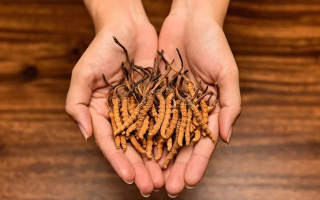 冬蟲(chóng)夏草需要每天吃嗎