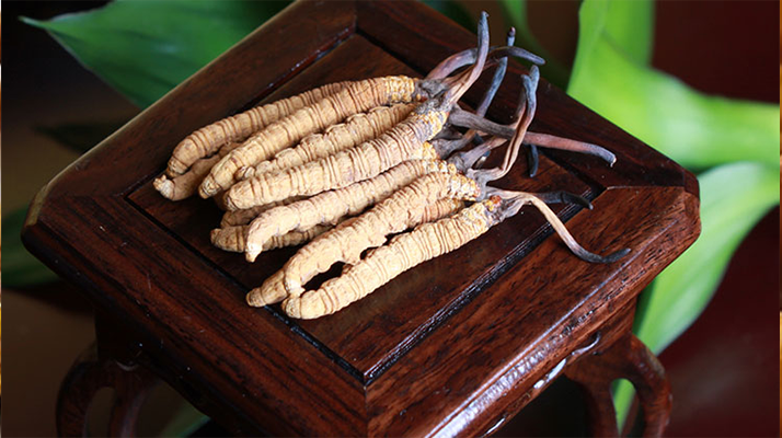 新鮮<a href=http://m.eaebo.com/jiage/ target=_blank class=infotextkey>冬蟲夏草的價格</a>一根