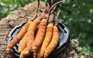 冬蟲夏草可以打粉服用嗎