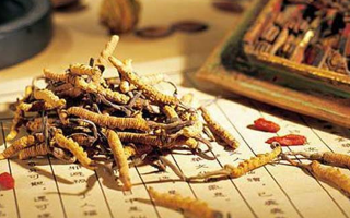 老人可以喝冬蟲夏草湯嗎？科學(xué)分析與飲用指南