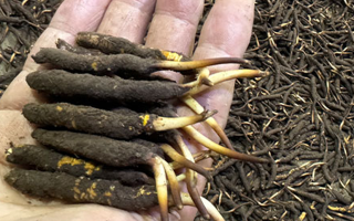 一天一根新鮮冬蟲夏草，這些功效藏不住