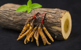 冬蟲夏草一開始長什么樣？從幼蟲到蟲草雛形的生長歷程