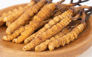 冬蟲夏草，真有那么大效果？