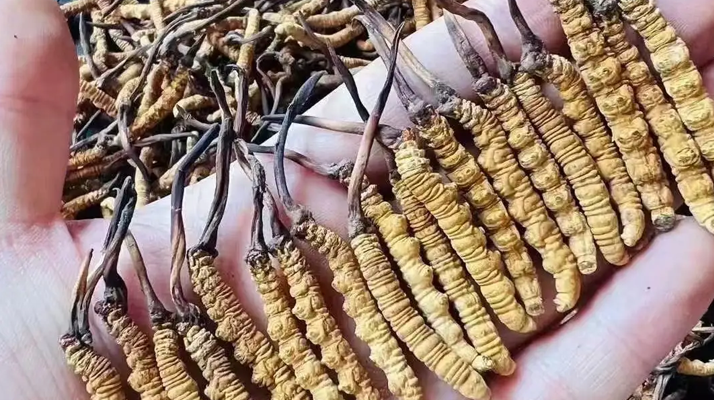 冬蟲(chóng)夏草一克多少錢(qián)？多因素影響下的價(jià)格剖析
