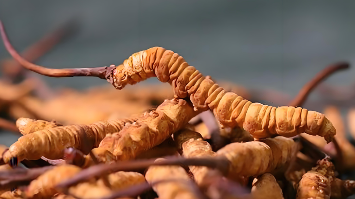 冬蟲夏草泡酒全攻略：所需材料、選材標(biāo)準(zhǔn)與準(zhǔn)備指南