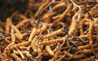 冬蟲(chóng)夏草一條多少錢(qián)？單條價(jià)格的計(jì)算邏輯與實(shí)際范圍