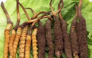 正宗野生冬蟲夏草什么價