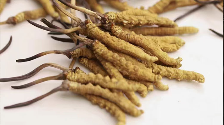 長(zhǎng)期吃冬蟲夏草會(huì)怎么樣？從益處到注意事項(xiàng)詳解