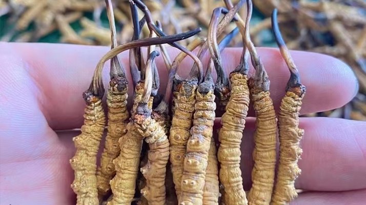 冬蟲夏草怎么辨別真假？6 個實用鑒別方法