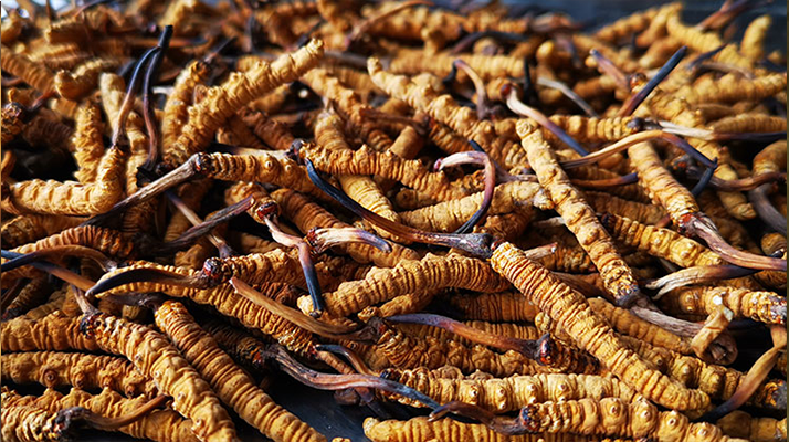 一根冬蟲夏草大概多少錢？價格背后的秘密