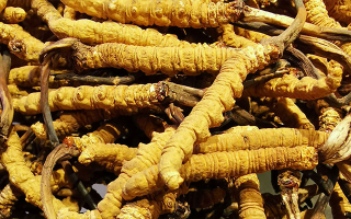 新鮮冬蟲夏草一克多少錢？價格影響因素全解析