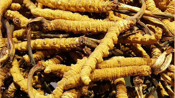 冬蟲夏草這樣燉，營(yíng)養(yǎng)不流失還更滋補(bǔ)