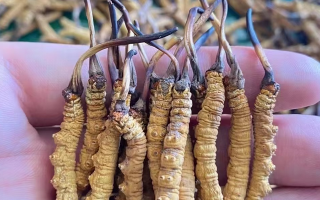 冬蟲夏草效果有這么大嗎？客觀解析其功效與價值