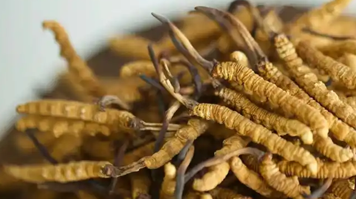 解密 “大個(gè)頭” 冬蟲夏草：何為優(yōu)質(zhì)大蟲草，價(jià)值何在？