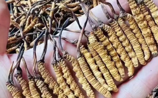 冬蟲夏草治什么病最好用？科學(xué)解讀其輔助調(diào)理作用