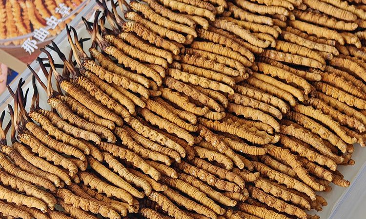 斷的冬蟲夏草:效果是否打折?科學(xué)解讀與實用建議