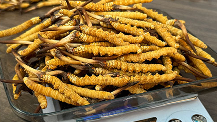 新鮮冬蟲夏草一次吃幾根？科學(xué)用量指南來了?