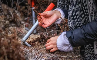 山上認冬蟲夏草：從環(huán)境到細節(jié)，4 步避開 “偽蟲草”