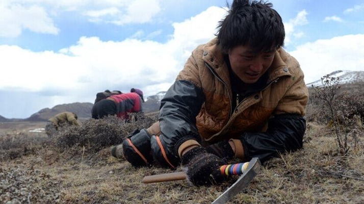 那曲<a href=http://m.eaebo.com/sdph/wacr/ target=_blank class=infotextkey>挖草人</a>阿旺的蟲草采摘時間表 