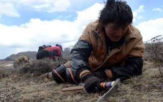 那曲挖草人阿旺的蟲草采摘時間表：跟著草原節(jié)氣走，不錯過每根好蟲草