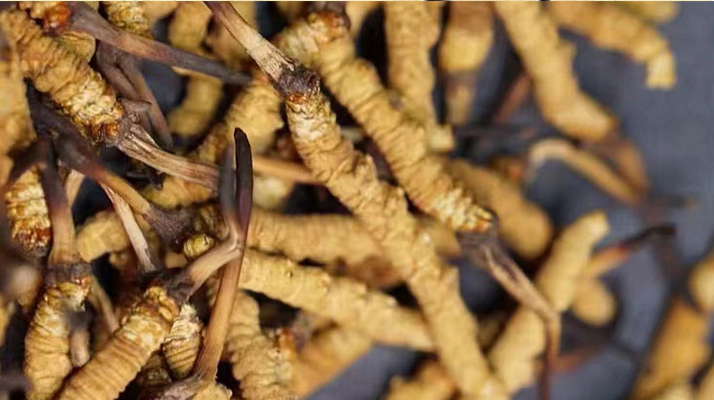 野生<a href=http://m.eaebo.com/jiage/ target=_blank class=infotextkey>冬蟲夏草多少錢</a>一斤 