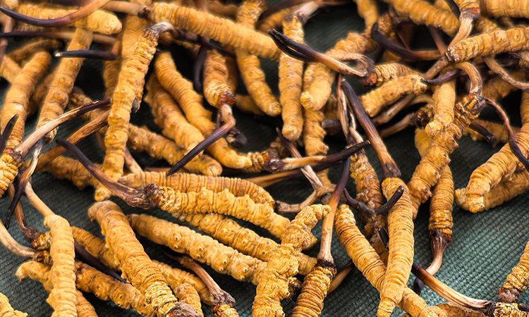 燉了二十年蟲草湯，這口感我太熟了，跟你細(xì)細(xì)說