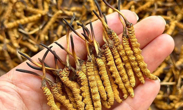 冬蟲夏草保存時長：專家解析關(guān)鍵影響因素與期限界定