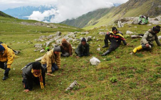 采挖冬蟲夏草入罪的標(biāo)準(zhǔn) 罪名叫什么 快來看看