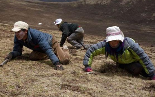 采挖冬蟲夏草危險(xiǎn)嗎？安全嗎？
