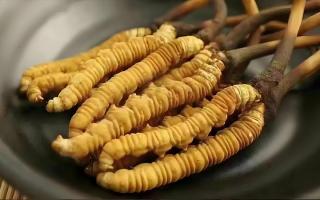  冬蟲夏草市場(chǎng)的未來發(fā)展趨勢(shì)