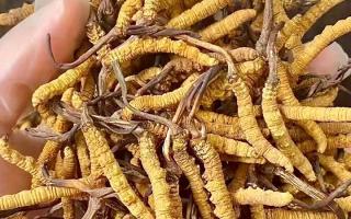 權(quán)威指南：熬一鍋湯放幾根冬蟲(chóng)夏草？藏域珍饈的科學(xué)用量標(biāo)準(zhǔn)