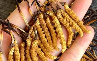 權(quán)威解答：冬蟲(chóng)夏草可以放水燉嗎？藏域珍饈的科學(xué)燉煮指南