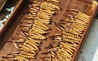 冬蟲夏草現(xiàn)在不值錢了嗎？2026年市場真相揭秘